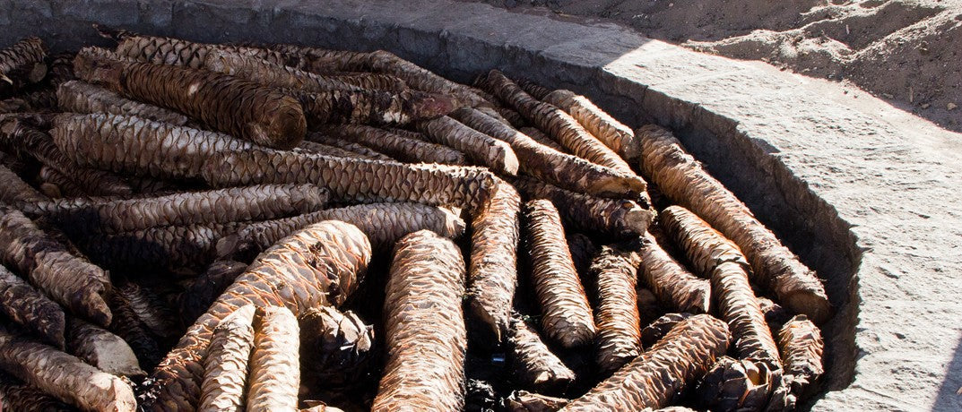 Unterschied Mezcal vs. Tequila