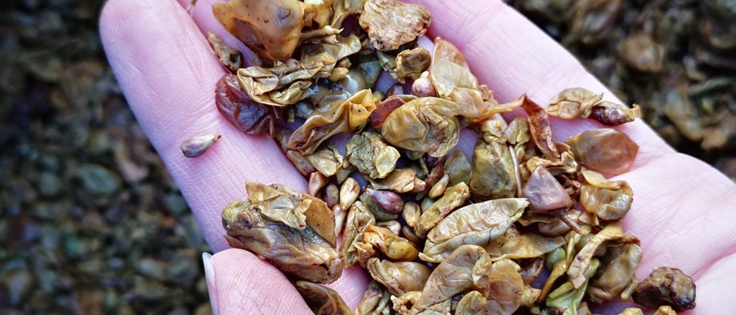 Wie entsteht ein Grappa, bzw. Tresterbrand?