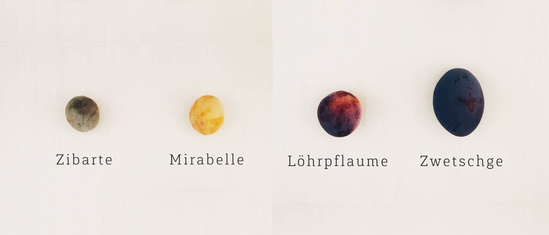 MIrabelle, Zibarte, Löhrpflaume und die Zwetschge