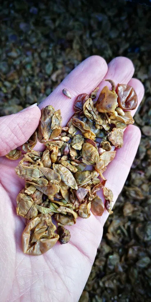 Trester für Grappa