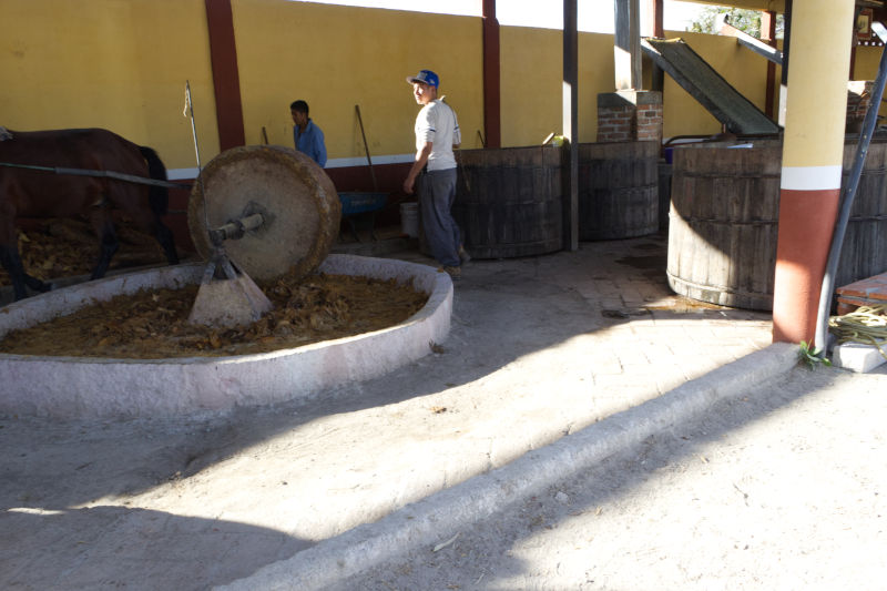 Ein Esel zieht einen Mahlstein, um die Agavenherzen zu zerkleinern, Oaxaca, 2014