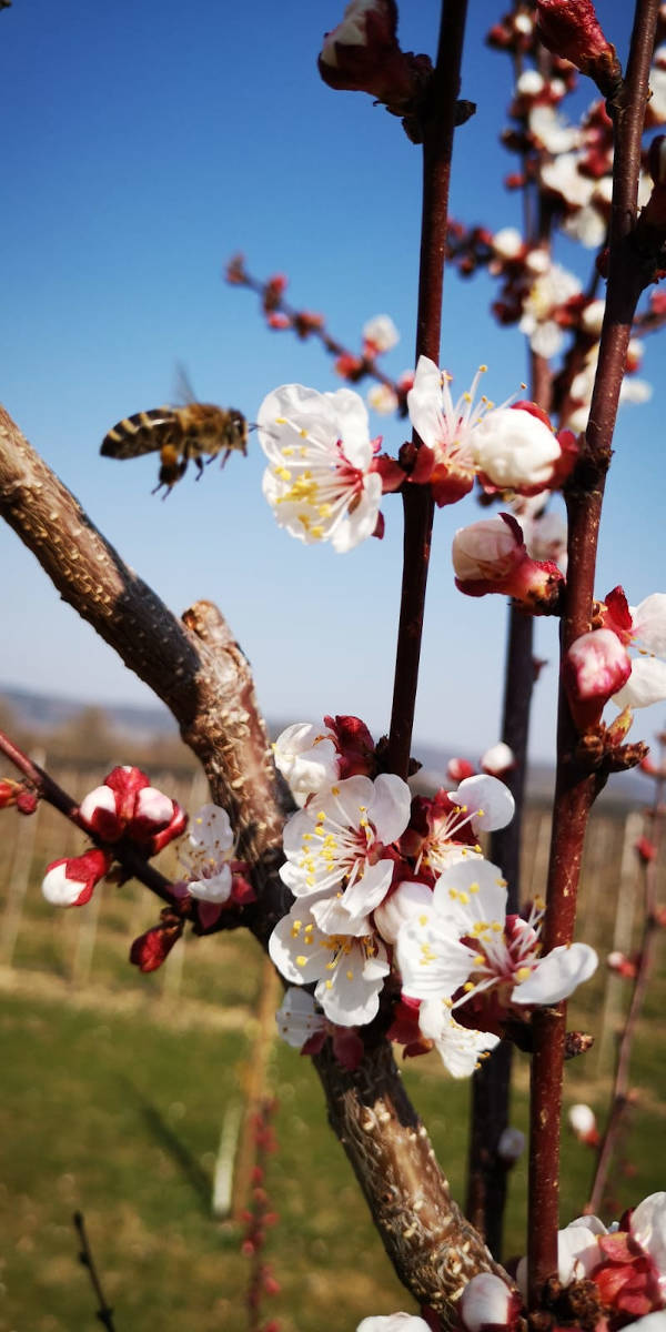 Bienen erfreuen sich über die prächtige Aprikosenblüte | Brennlust Stockach